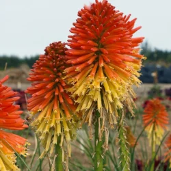 Trytoma POCO DAYBREAK - sadzonki