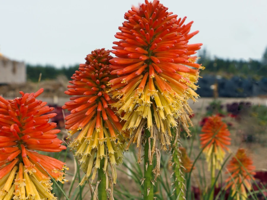 Trytoma POCO DAYBREAK - sadzonki