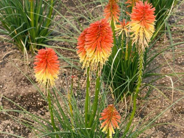 Trytoma POCO DAYBREAK - sadzonki