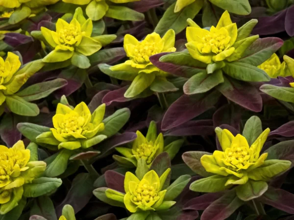 Wilczomlecz złocisty BONFIRE - sadzonki