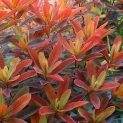 Wilczomlecz złocisty BONFIRE - sadzonki