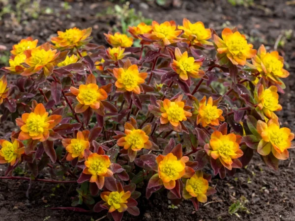 Wilczomlecz złocisty BONFIRE - sadzonki