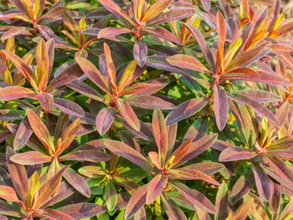 Wilczomlecz złocisty BONFIRE - sadzonki