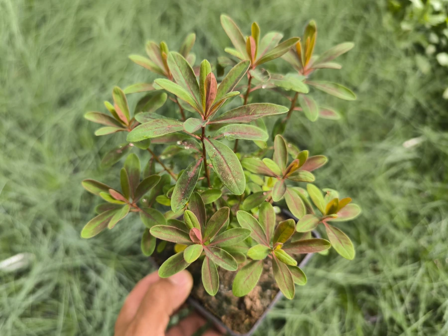 Wilczomlecz złocisty BONFIRE - sadzonki w doniczkach P11