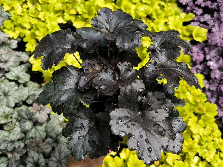 żurawka-black-pearl-sadzonki-p13 Żurawka BLACK PEARL - sadzonki w doniczkach P13