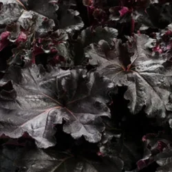 Żurawka BLACK PEARL - sadzonki