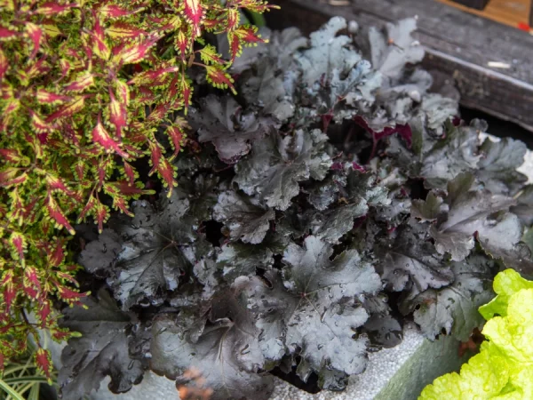 Żurawka BLACK PEARL - sadzonki