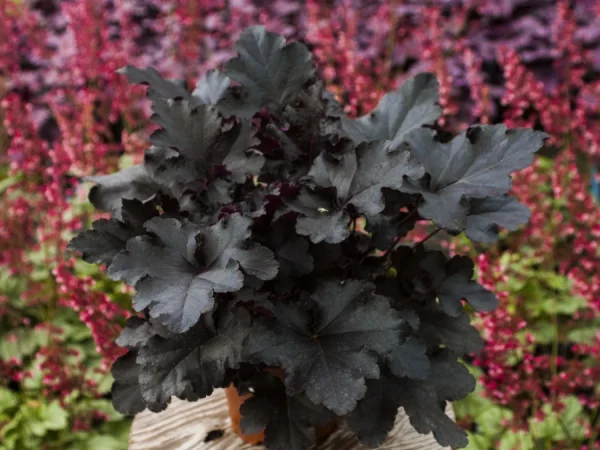 Żurawka BLACK PEARL - sadzonki