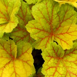 Żurawka (heuchera) ELECTRA - sadzonki