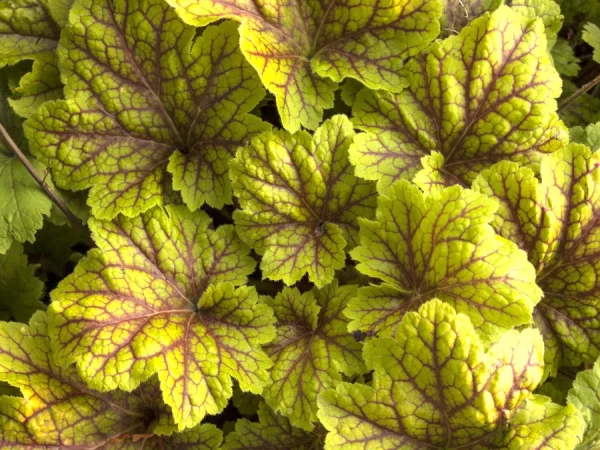 Żurawka (heuchera) ELECTRA - sadzonki