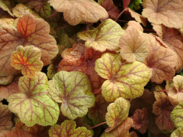 Żurawka (heuchera) ELECTRA - sadzonki