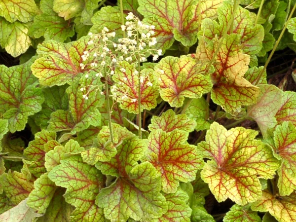 Żurawka (heuchera) ELECTRA - sadzonki