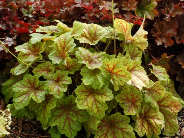 Żurawka (heuchera) ELECTRA - sadzonki