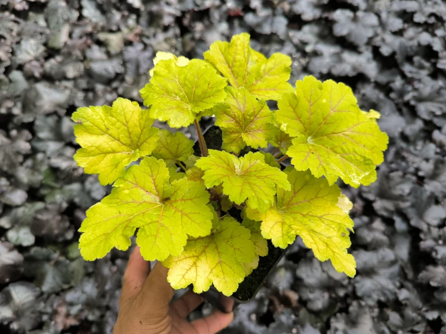 Żurawka (heuchera) ELECTRA - sadzonki w doniczkach P13