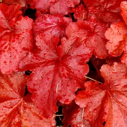 Żurawka FIRE ALARM - sadzonki