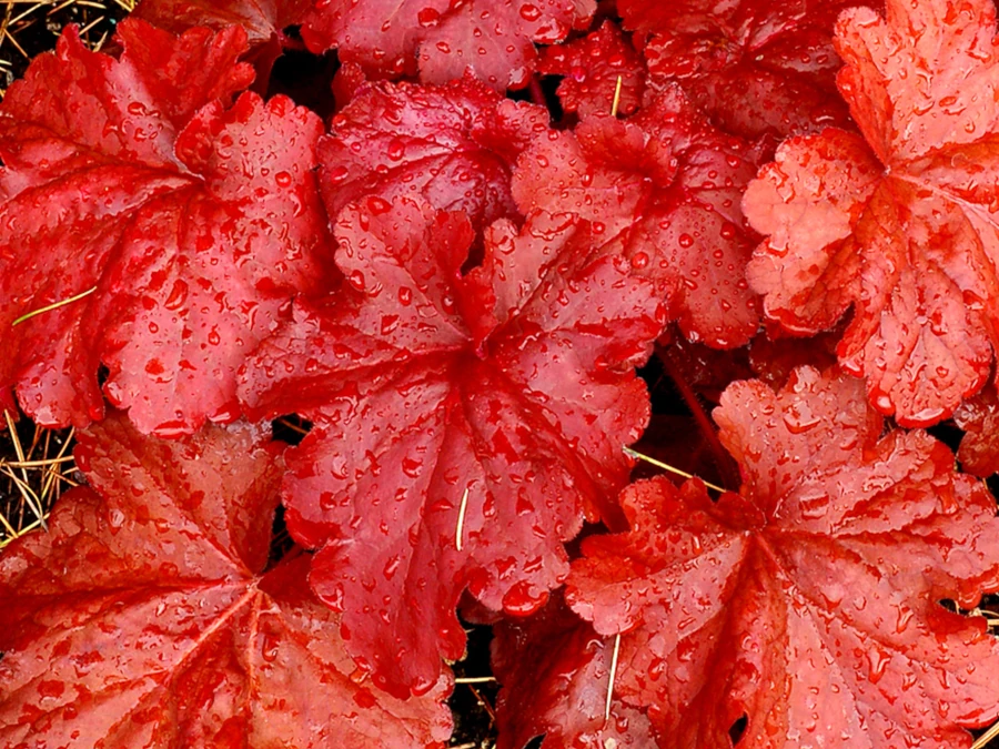 Żurawka FIRE ALARM - sadzonki