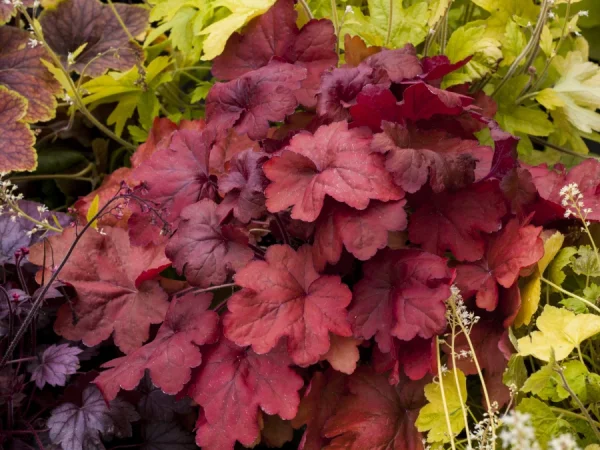 Żurawka FIRE ALARM - sadzonki