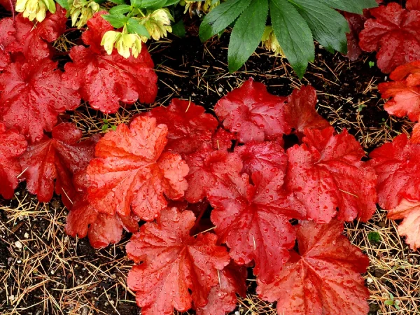 Żurawka FIRE ALARM - sadzonki