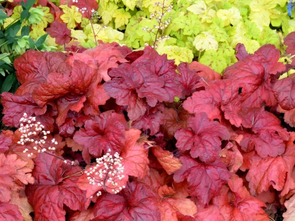 Żurawka FIRE ALARM - sadzonki