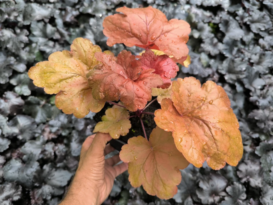 Żurawka FIRE ALARM - sadzonki w doniczkach P13