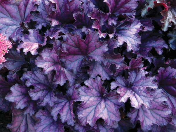 Żurawka FOREVER PURPLE - sadzonki