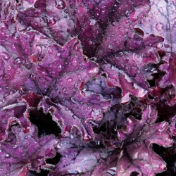 Żurawka FOREVER PURPLE - sadzonki