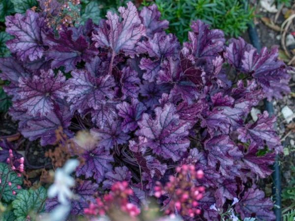 Żurawka FOREVER PURPLE - sadzonki