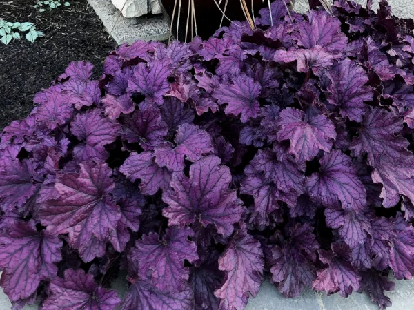 Żurawka FOREVER PURPLE - sadzonki