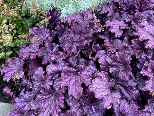 Żurawka FOREVER PURPLE - sadzonki