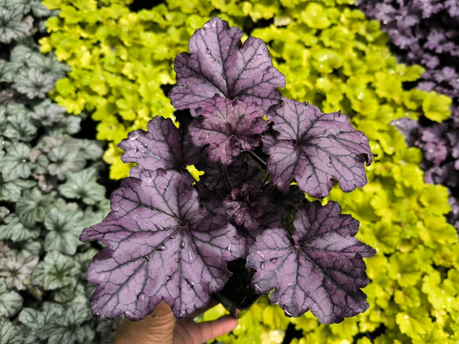 Żurawka FOREVER PURPLE - sadzonki w doniczkach P13