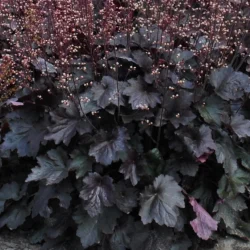 Żurawka REX BLACK - sadzonki