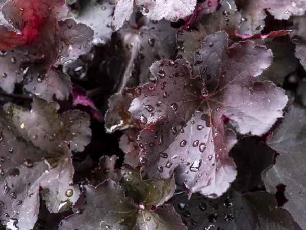 Żurawka REX BLACK - sadzonki