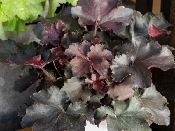 Żurawka REX BLACK - sadzonki