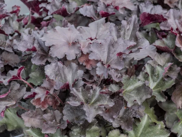 Żurawka REX BLACK - sadzonki