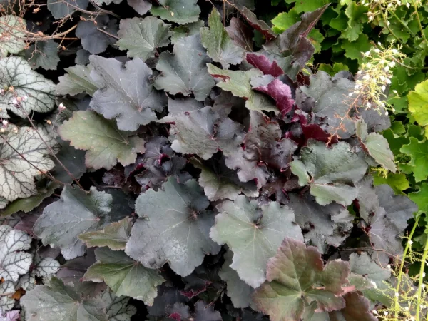 Żurawka REX BLACK - sadzonki