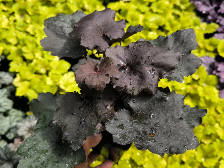 Żurawka REX BLACK - sadzonki w doniczkach P13