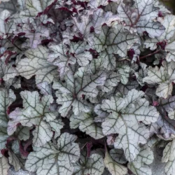 Żurawka REX SILVER - sadzonki