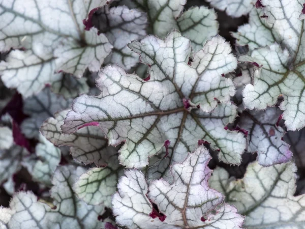 Żurawka REX SILVER - sadzonki