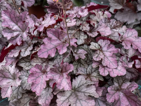 Żurawka REX SILVER - sadzonki