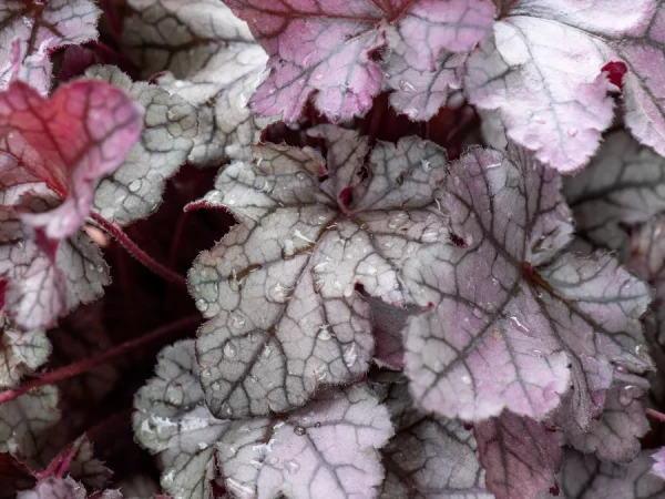 Żurawka REX SILVER - sadzonki