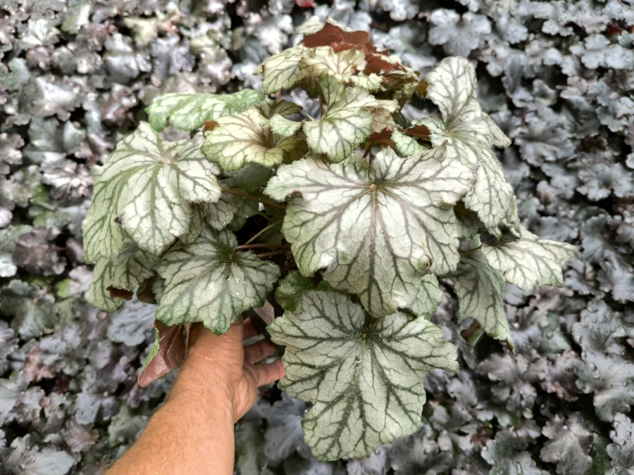 Żurawka REX SILVER - sadzonki w doniczkach P13