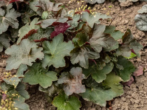 Żurawka PALACE PURPLE - sadzonki