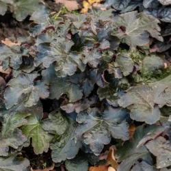 Żurawka PALACE PURPLE - sadzonki