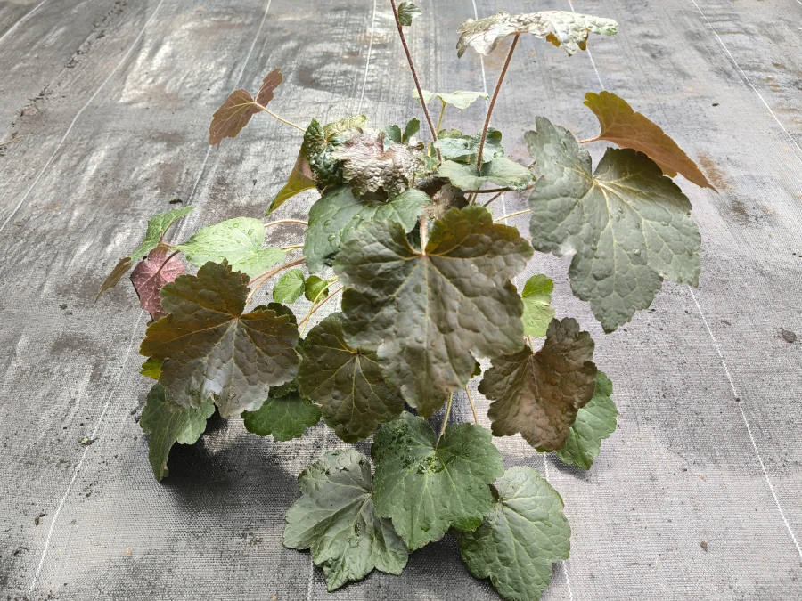 Żurawka PALACE PURPLE - sadzonki w doniczkach P11