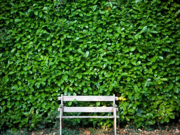 Laurowiśnia wschodnia NOVITA - sadzonki