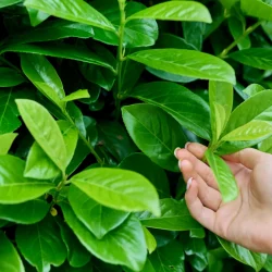 Laurowiśnia wschodnia NOVITA - sadzonki