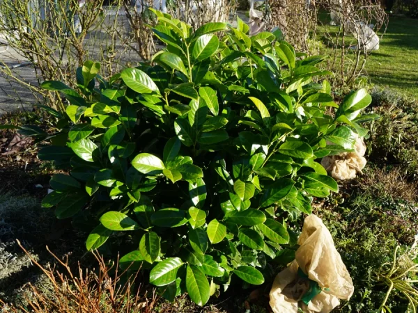 Laurowiśnia wschodnia NOVITA - sadzonki