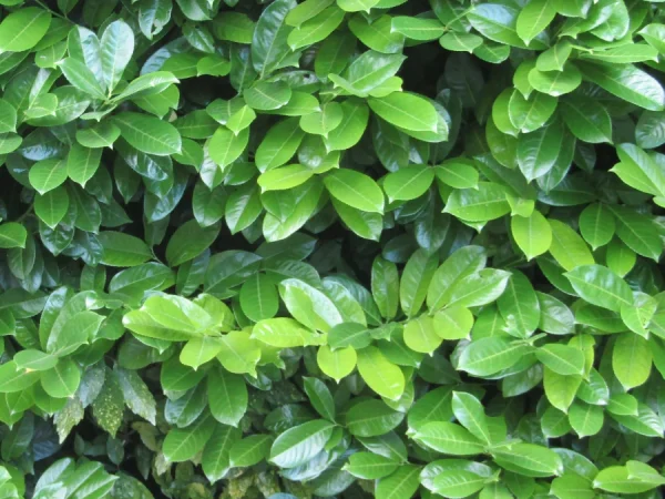 Laurowiśnia wschodnia NOVITA - sadzonki