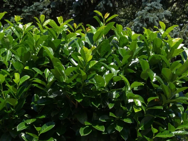 Laurowiśnia wschodnia NOVITA - sadzonki