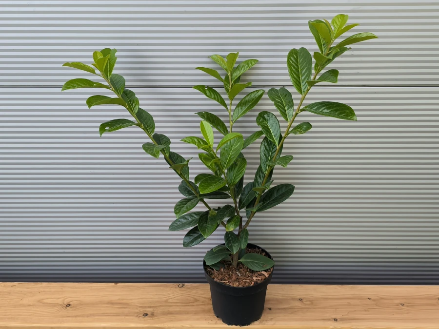 Laurowiśnia wschodnia NOVITA - sadzonki w doniczkach C3